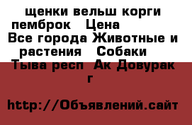 щенки вельш корги пемброк › Цена ­ 50 000 - Все города Животные и растения » Собаки   . Тыва респ.,Ак-Довурак г.